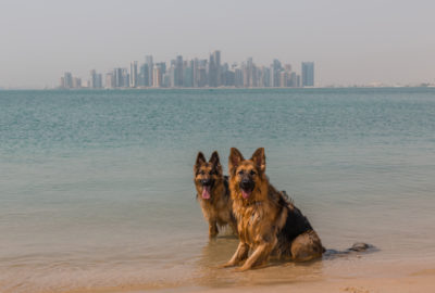 Two German Shepherd dogs in Qatar with the Doha West Bay skyline in the background