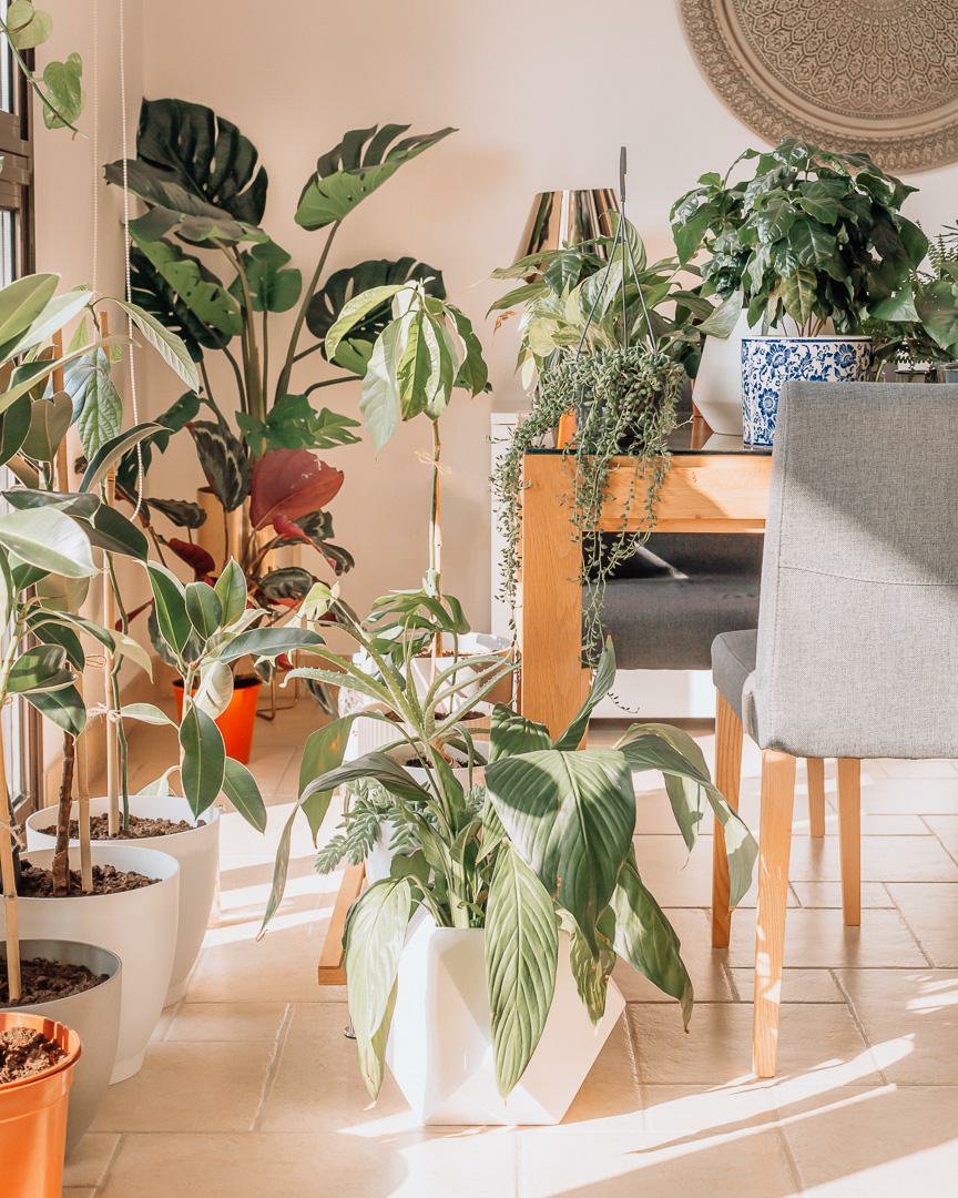 Guide to Gardening in Qatar New In Doha Inspiring You to Explore Qatar