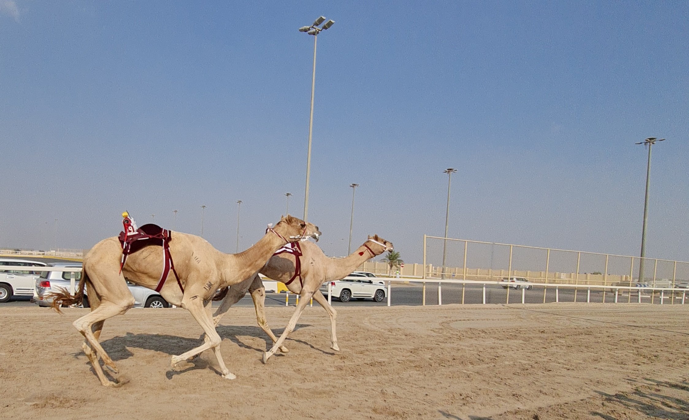 camel tour doha