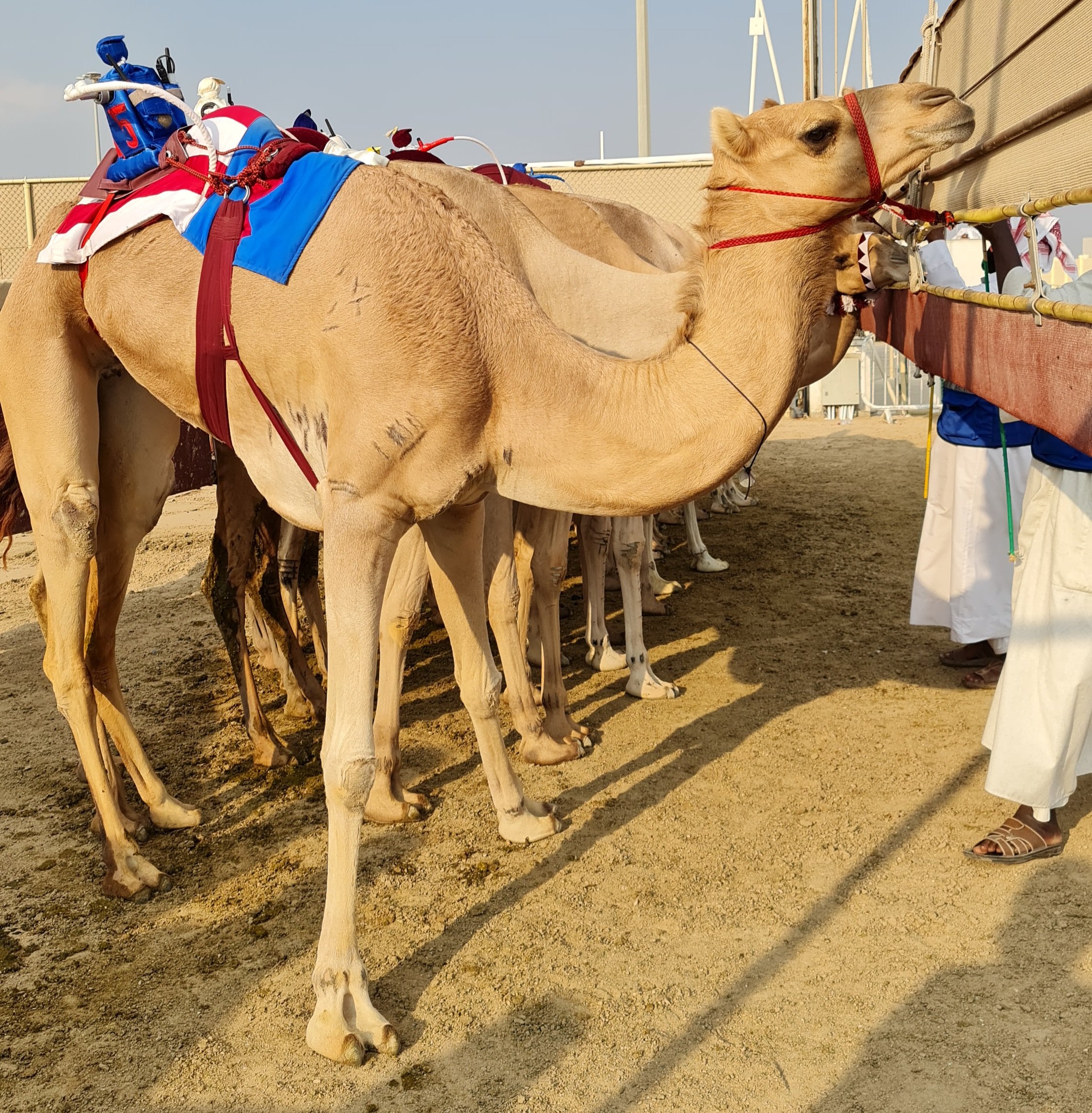 camel tour doha