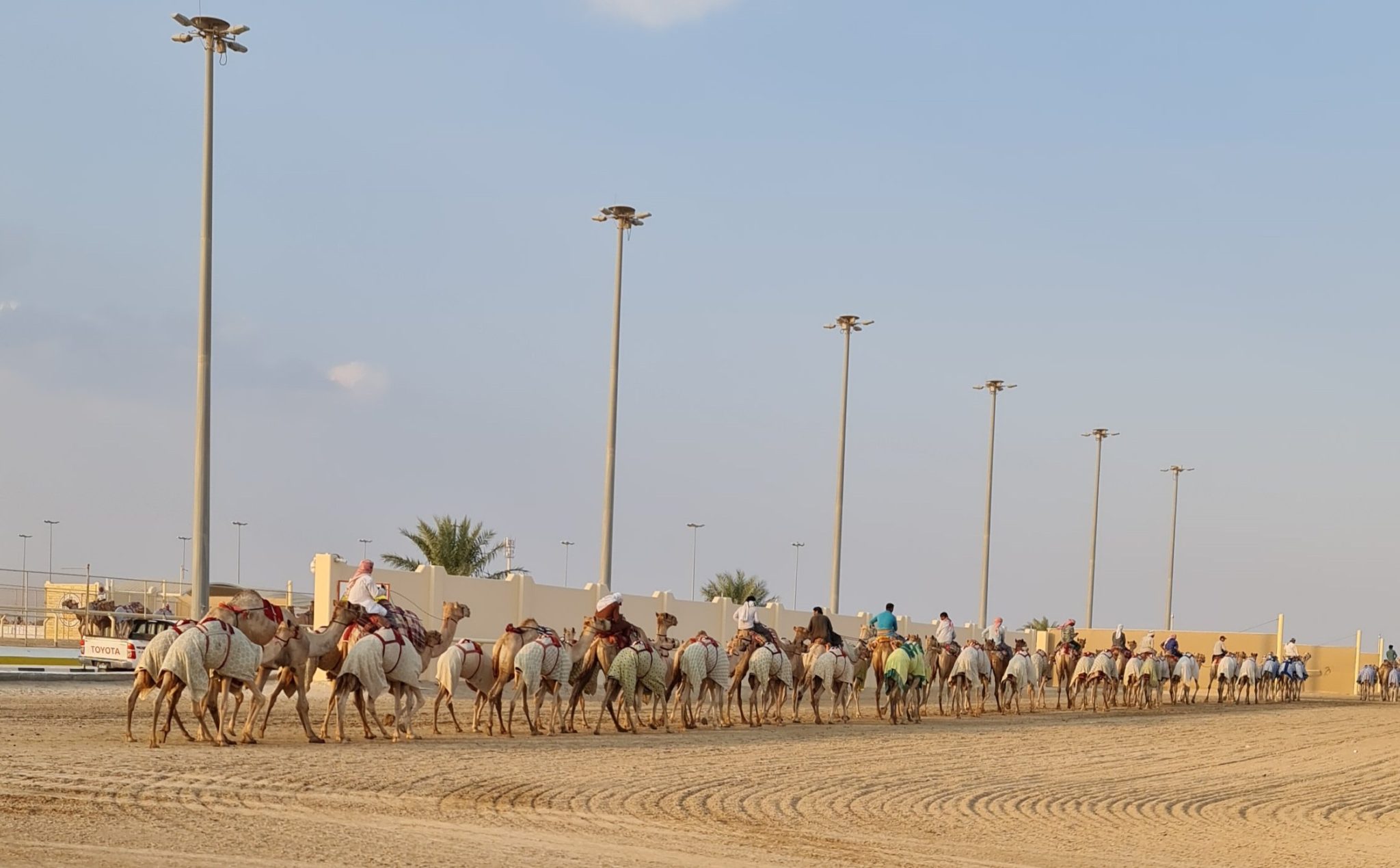 camel tours qatar