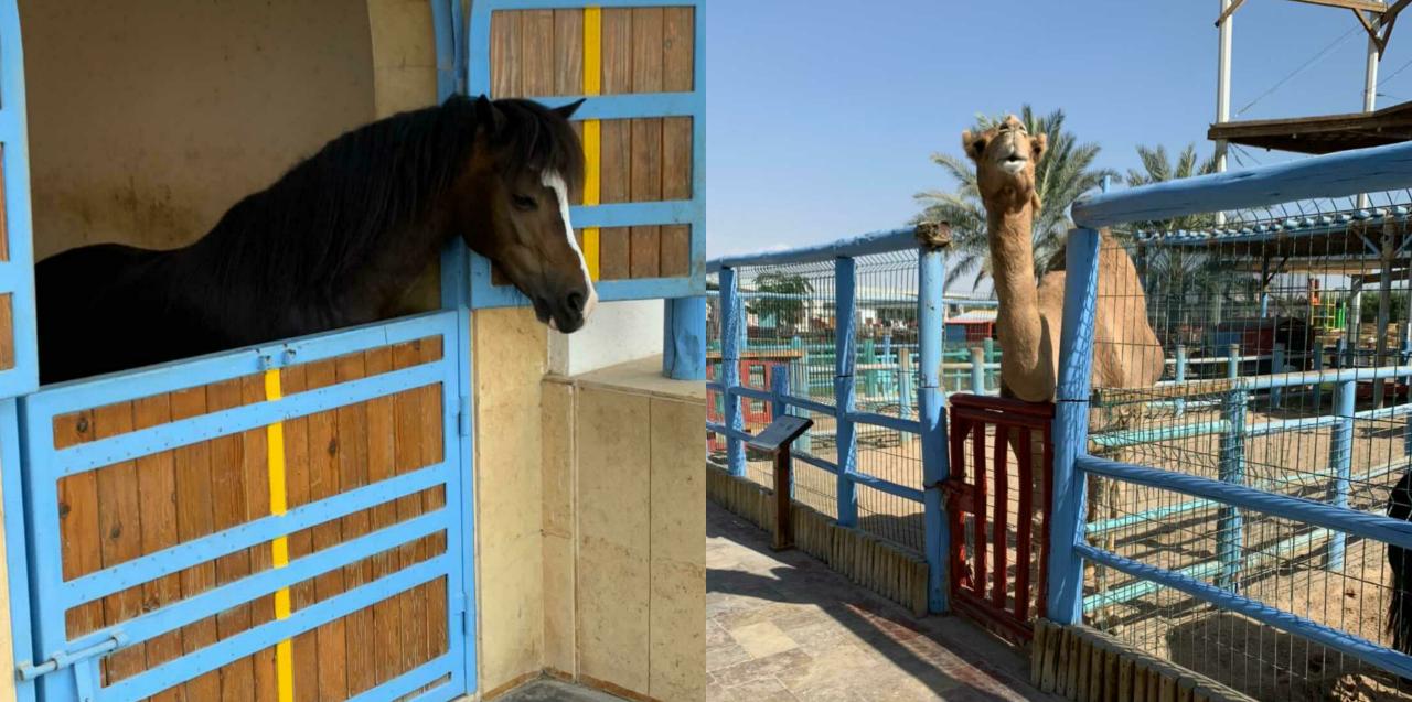 Animal parks in Qatar New In Doha Inspiring You to Explore Qatar