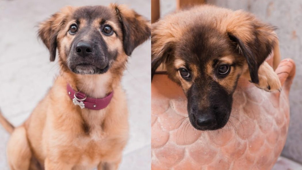 𝐓𝐇𝐄 ULTIMATE 𝐏𝐄𝐓 𝐆𝐔𝐈𝐃𝐄⁣ IN QATAR