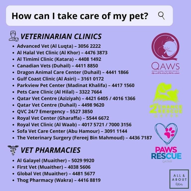 pet travel requirements to qatar